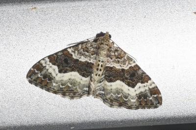 <i>Epirrhoe alternata</i>