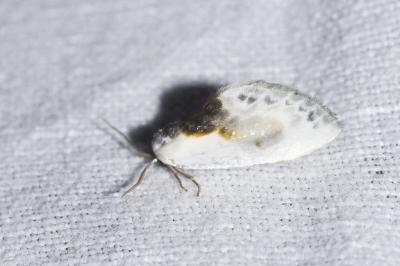 <i>Cilix glaucata</i>