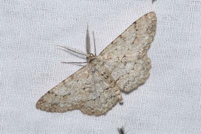 <i>Hypomecis punctinalis</i>
