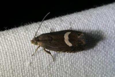 <i>Grapholita lunulana</i>