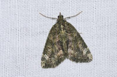<i>Chloroclysta siterata</i>