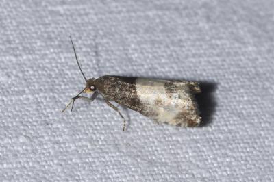 <i>Notocelia cynosbatella</i>