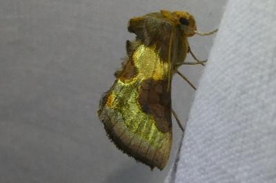 <i>Diachrysia chrysitis</i>