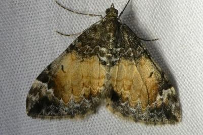 <i>Dysstroma truncata</i>