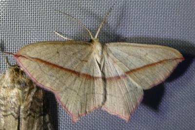 <i>Timandra comae</i>