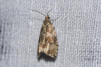<i>Orthotaenia undulana</i>