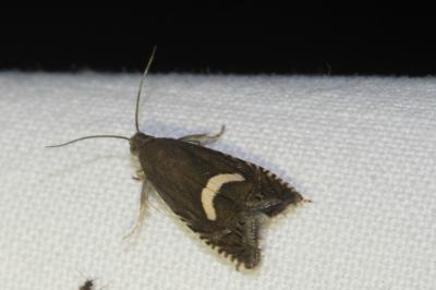 <i>Grapholita lunulana</i>