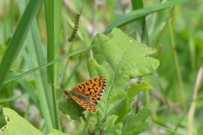 <i>Boloria dia</i>