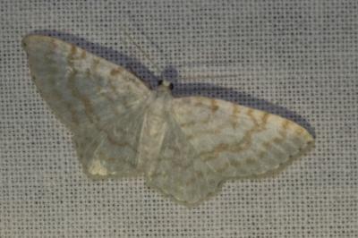 <i>Asthena albulata</i>