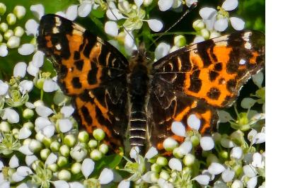 <i>Araschnia levana</i>