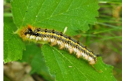 <i>Euthrix potatoria</i>