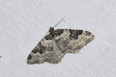 <i>Xanthorhoe fluctuata</i>