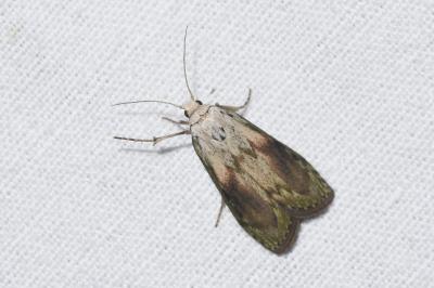 <i>Aphomia sociella</i>