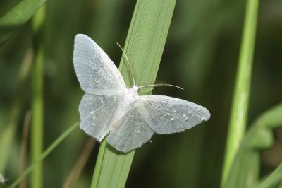 <i>Jodis lactearia</i>
