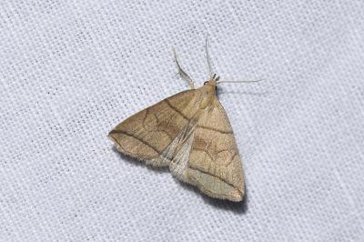<i>Herminia grisealis</i>