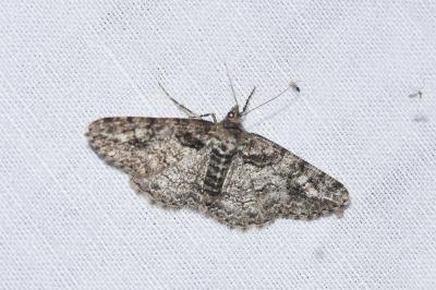 <i>Cleora cinctaria</i>