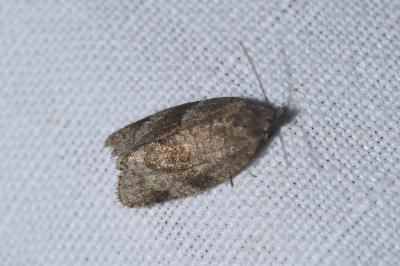 <i>Syndemis musculana</i>