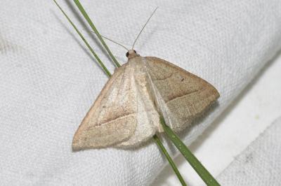 <i>Petrophora chlorosata</i>