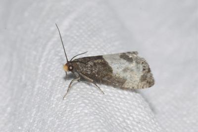 <i>Notocelia cynosbatella</i>