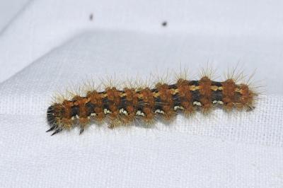 <i>Euplagia quadripunctaria</i>