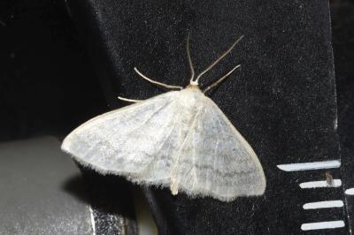 <i>Scopula floslactata</i>
