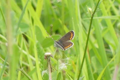 <i>Aricia agestis</i>