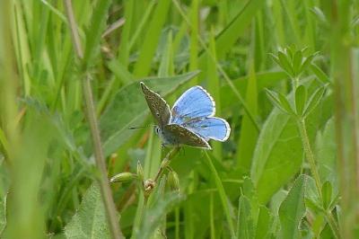 <i>Lysandra bellargus</i>
