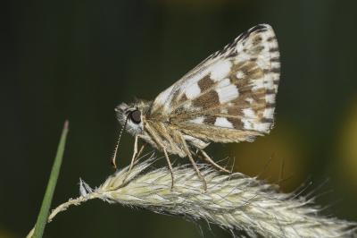<i>Pyrgus malvae</i>