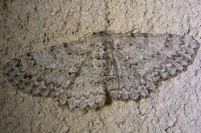 <i>Hypomecis punctinalis</i>