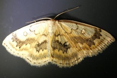 <i>Cyclophora annularia</i>