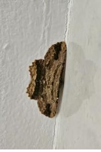 <i>Menophra abruptaria</i>
