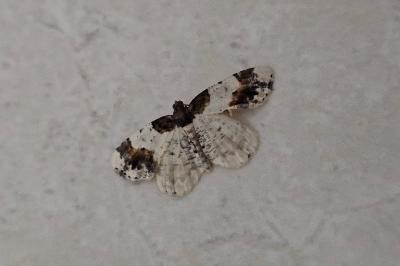 <i>Ligdia adustata</i>
