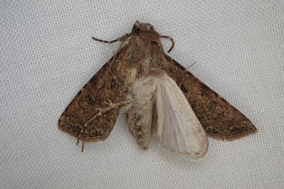 <i>Agrotis segetum</i>