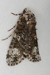 <i>Craniophora ligustri</i>