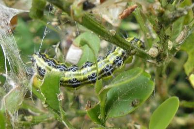 <i>Cydalima perspectalis</i>