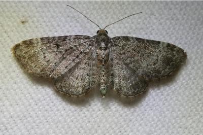 <i>Pasiphila chloerata</i>