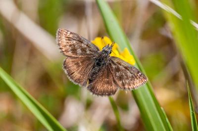 <i>Erynnis tages</i>