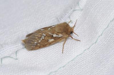 <i>Korscheltellus lupulinus</i>