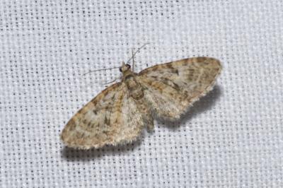 <i>Eupithecia dodoneata</i>