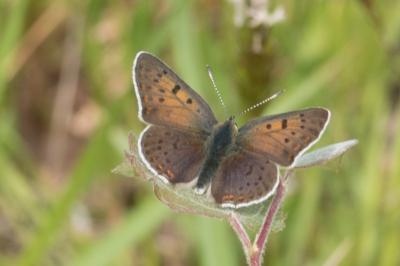 <i>Lycaena tityrus</i>