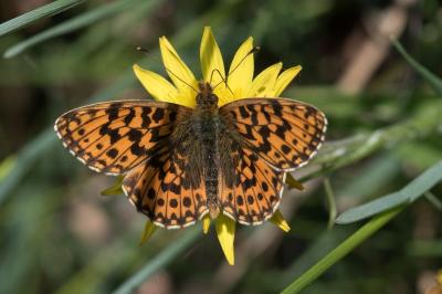 <i>Boloria dia</i>