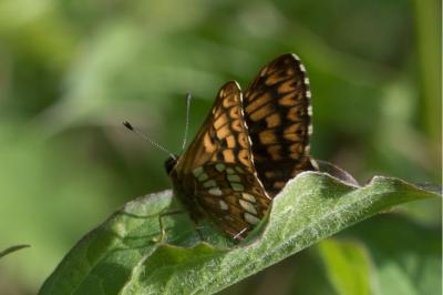 <i>Hamearis lucina</i>