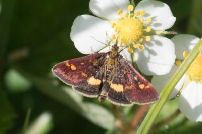 <i>Pyrausta aurata</i>