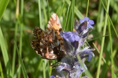 <i>Boloria dia</i>