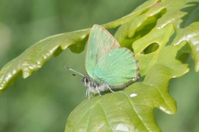 <i>Callophrys rubi</i>