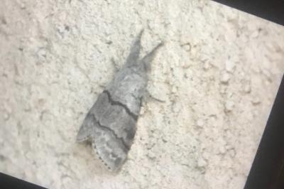 <i>Calliteara pudibunda</i>