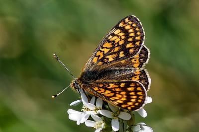<i>Euphydryas aurinia</i>