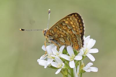 <i>Euphydryas aurinia</i>