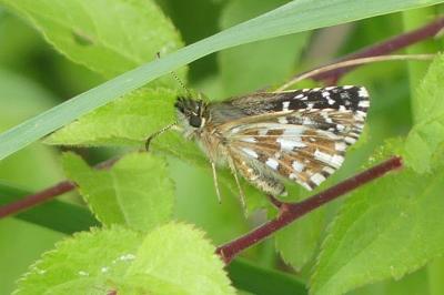<i>Pyrgus malvae</i>