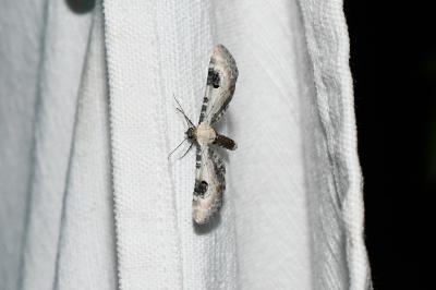 <i>Eupithecia centaureata</i>